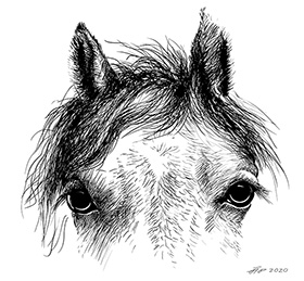 Horse eyes