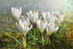 Crocuses