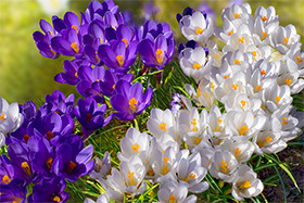 Crocuses