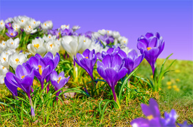 Crocuses