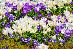 Crocuses