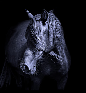 Horse portrait