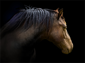 Horse portrait