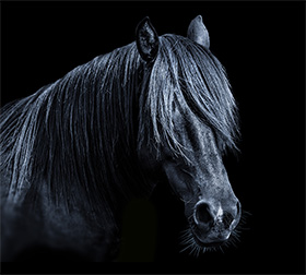 Horse portrait